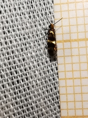 Micropterix aglaella