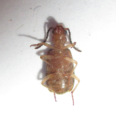 Brachininae