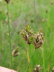 Carex subbracteata