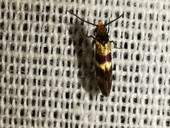 Micropterix aglaella