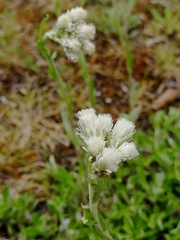 Antennaria dioica