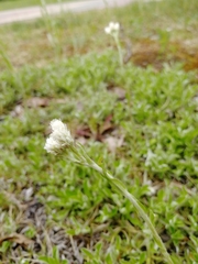 Antennaria dioica