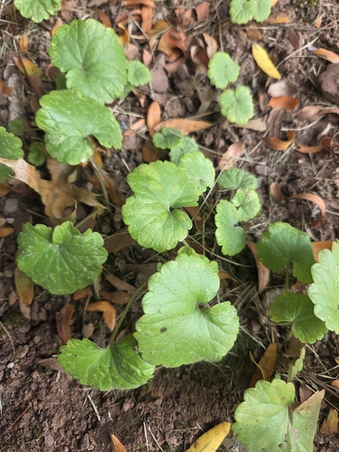 ground-ivy
