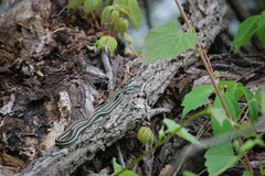 Thamnophis proximus proximus