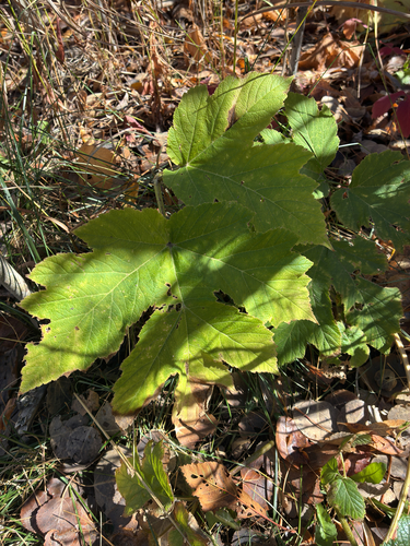 common cowparsnip