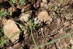 Ornithogalum orthophyllum