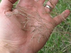 Agrostis pallens