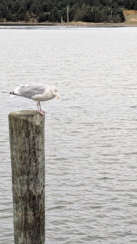 American Herring Gull