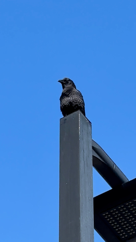 American Crow