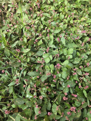low smartweed