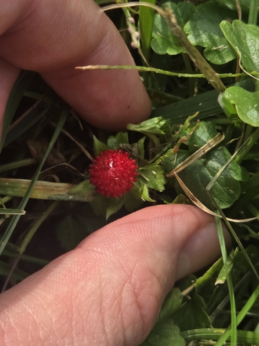 mock strawberry