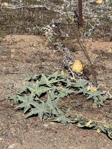 coyote melon