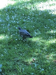 Columba palumbus