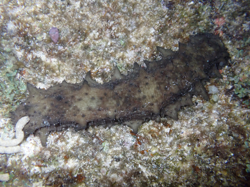 Stichopus observed 2026-08-11