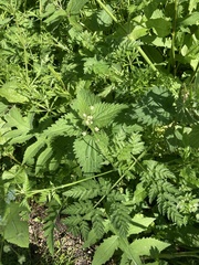 Urtica dioica