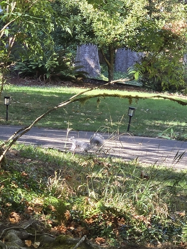 Western Gray Squirrel observed by starilie