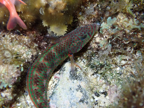 Thalassoma purpureum, 2026-08-11