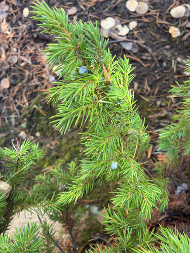 common juniper