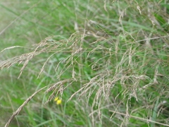 Agrostis pallens