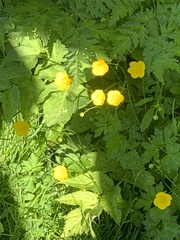 Ranunculus