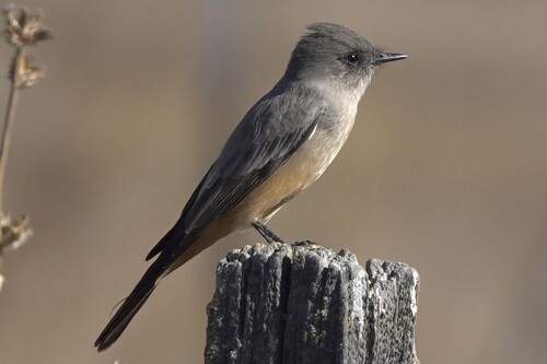 Say's Phoebe