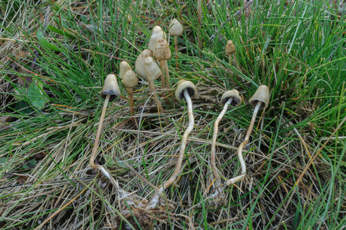 Liberty Cap