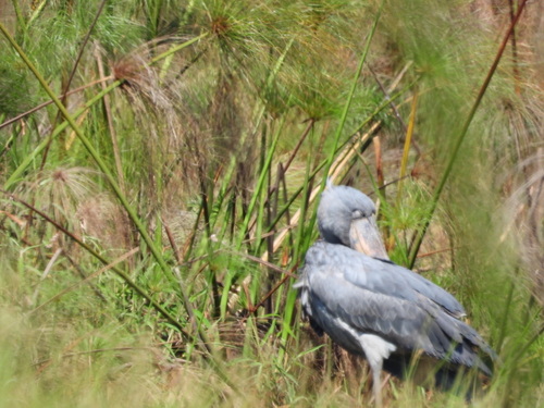 iNaturalist image