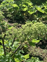 Angelica archangelica