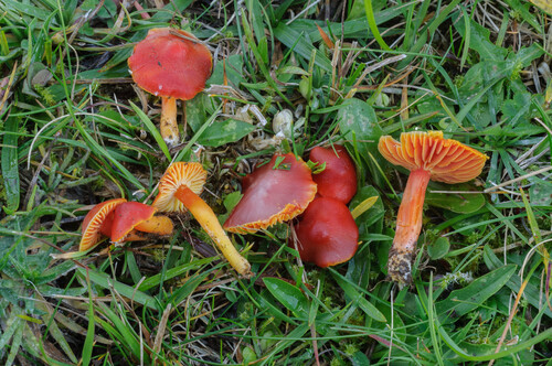 Scarlet Waxy Cap