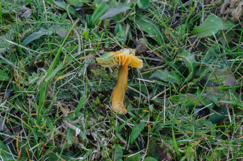 Parrot Mushroom