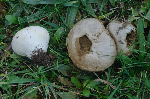 Meadow Puffball