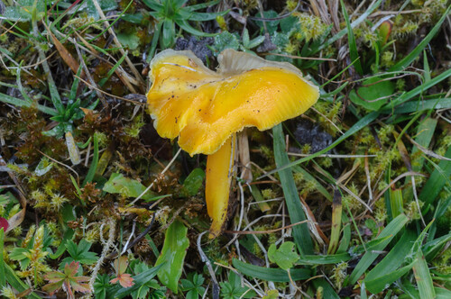 Golden Waxcap