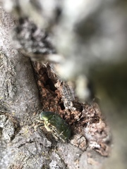 Protaetia cuprea