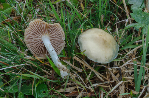 Peppery Roundhead