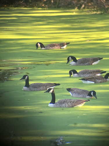 Canada Goose