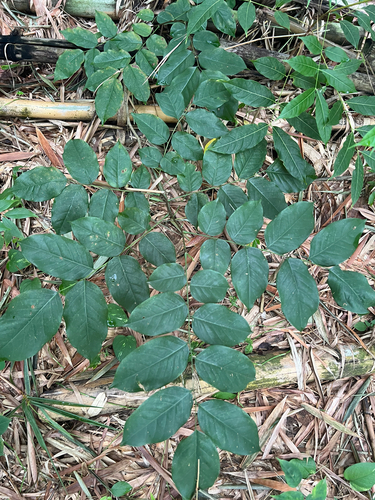Pterocarpus indicus observed 2026-10-16