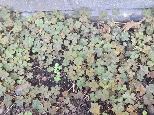 Creeping Woodsorrel