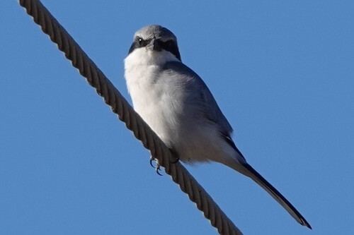 Loggerhead Shrike