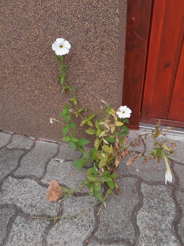 Petunia atkinsiana observed 2026-10-15