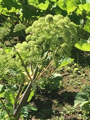 Angelica archangelica