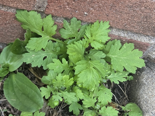common mugwort