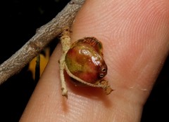 Plagiotrochus quercusilicis