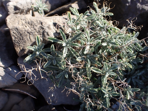 Hormathophylla spinosa, 2026-10-16