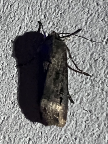 Ipsilon Dart Moth