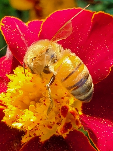 Western Honey Bee