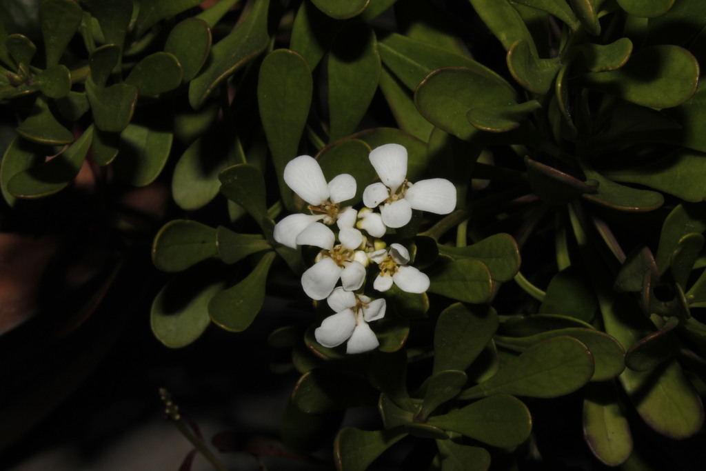 Iberis semperflorens