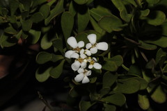 Iberis semperflorens