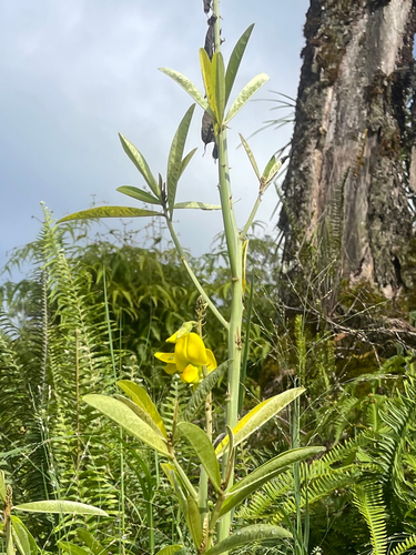 Crotalaria spectabilis observed 2025-08-15