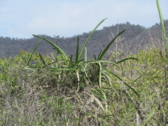 Selenicereus monacanthus