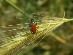 Omophlus syriacus